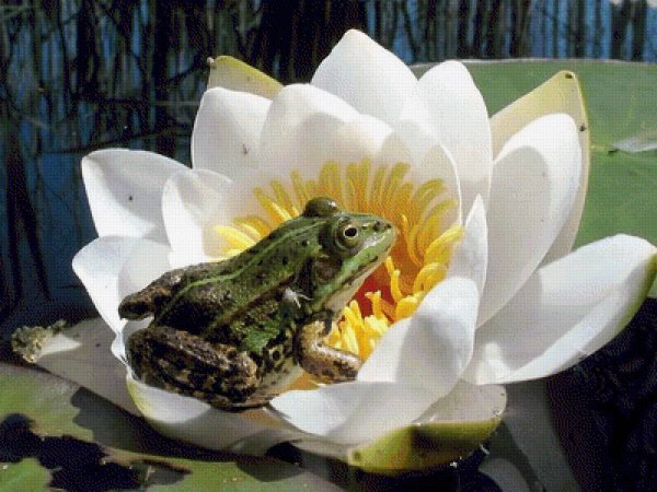 Милый Лягушонок арт