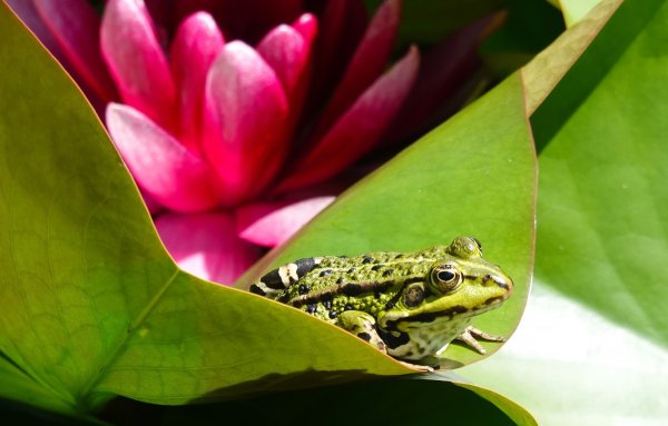 Лягушка с цветочком