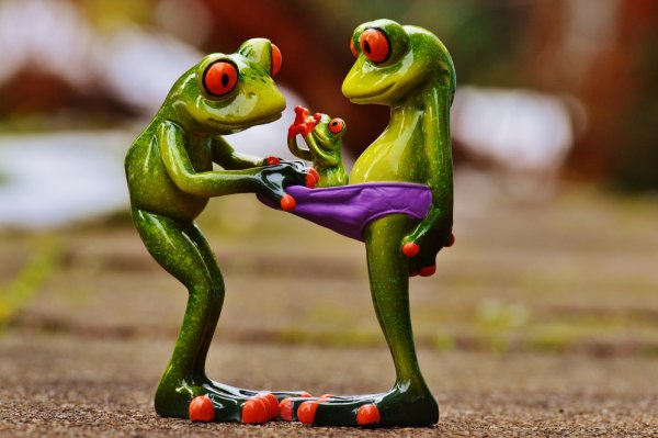 Обои с лягушками