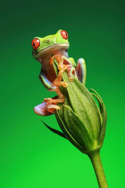 Лягушка и Стрекоза