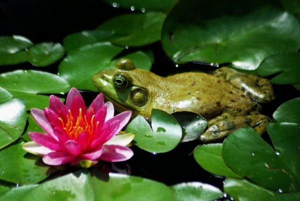 Лягушка на розовом цветке