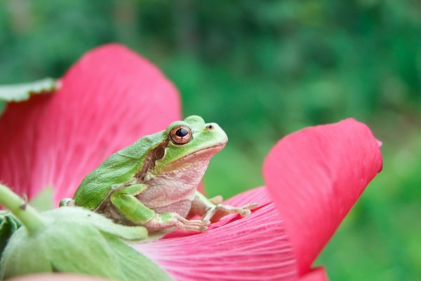 Милые жабки рисунки