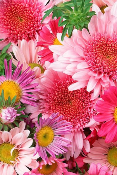 Красивые яркие цветы