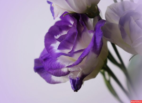 Эустома (лизиантус) - колокольчик прерий.