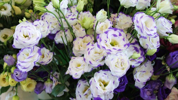 Красивые цветы фото