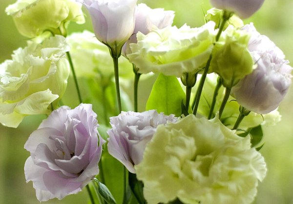 Эустома французская вуаль