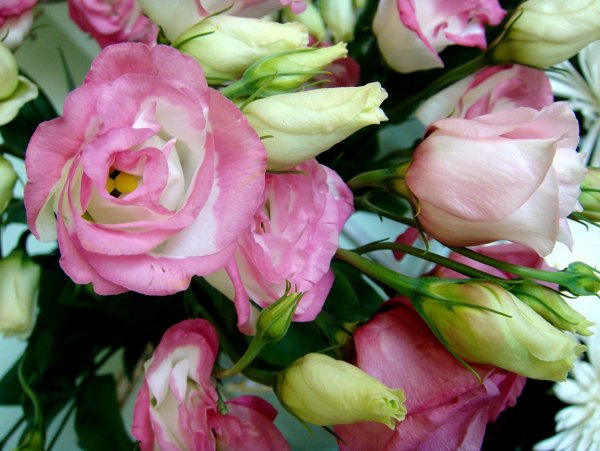 Эустома цветок