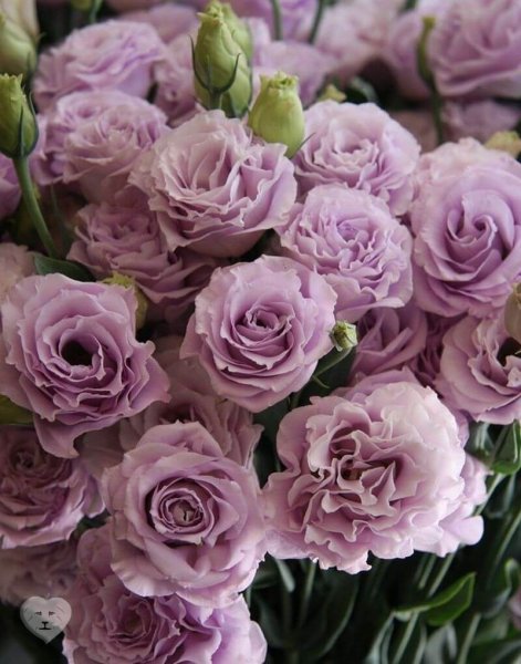 Розы и эустома