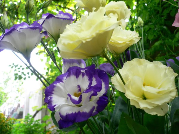 Эустома (Lisianthus)
