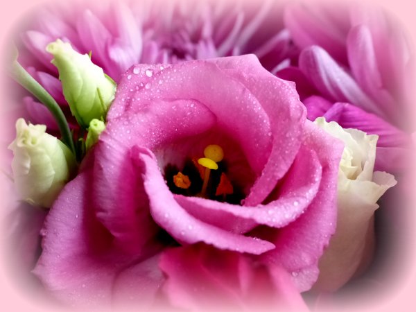 Эустома Вишенка