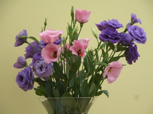 Эустома Адвантаж