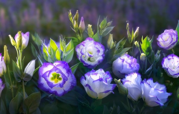 Альпийская роза эустома