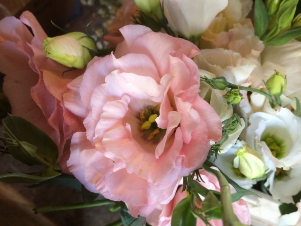 Эустома ЭЙБИСИ Роуз