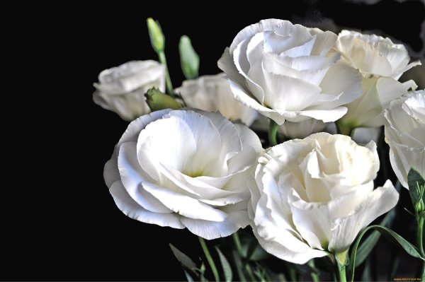 Эустома Rosita White