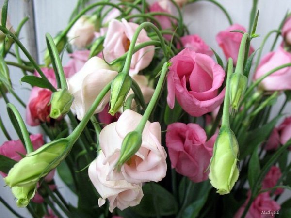 Цветы японские розы эустома