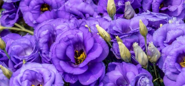 Эустома САПФАЙЯ