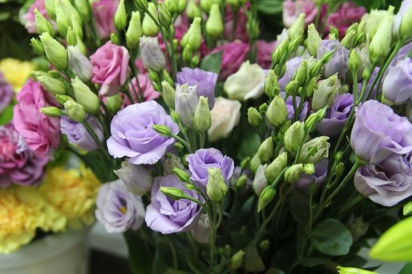 Ирландская роза эустома