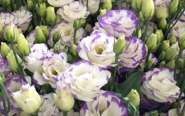 Эустома Аврора