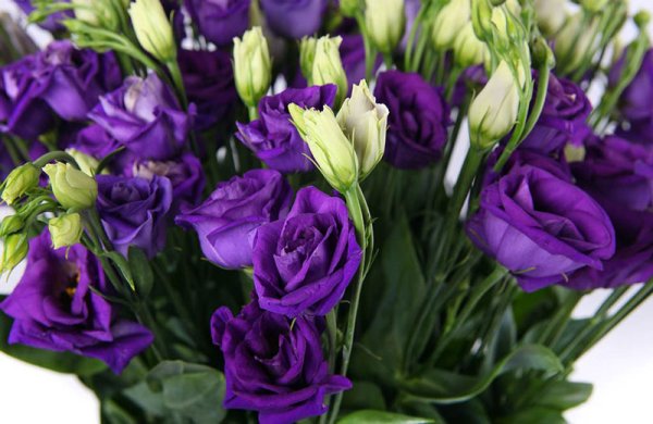 Лизиантус эустома фиолетовый