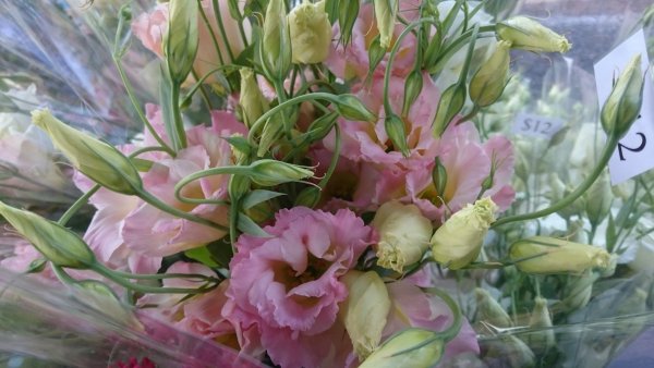 Лизиантус эустома фрезия