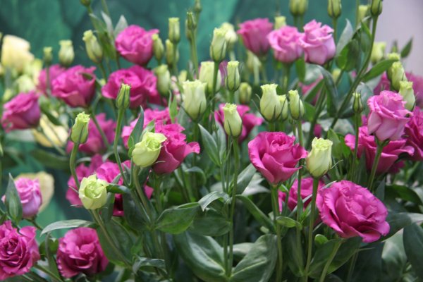 Ирландская роза эустома