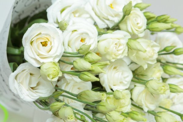 Эустома белая