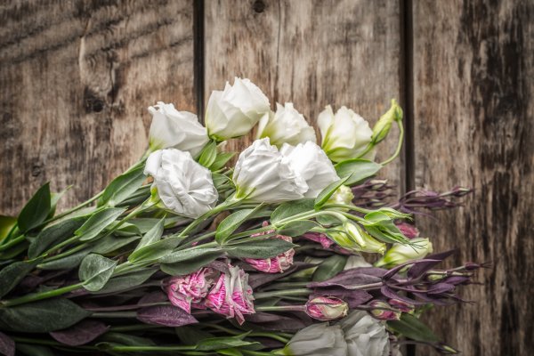 Лизиантус Эстетика