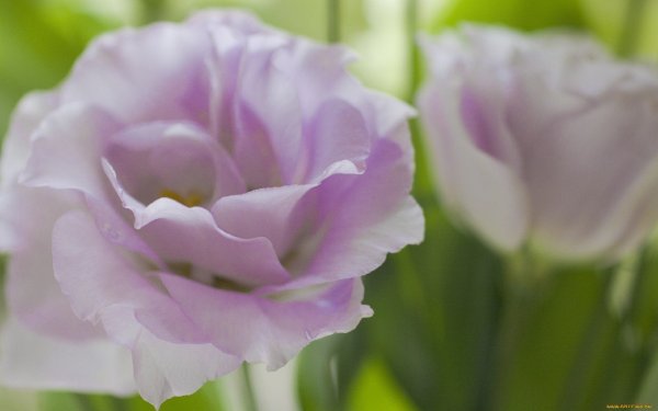 Эустома Корелли светло-розовая f1