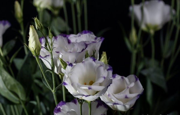 Эустома Джульетта