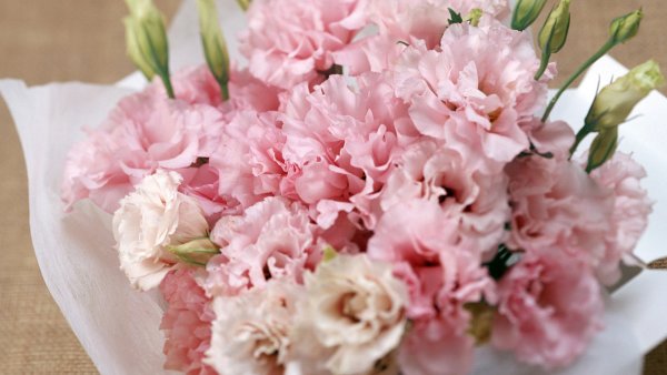 Диантус розовый букет