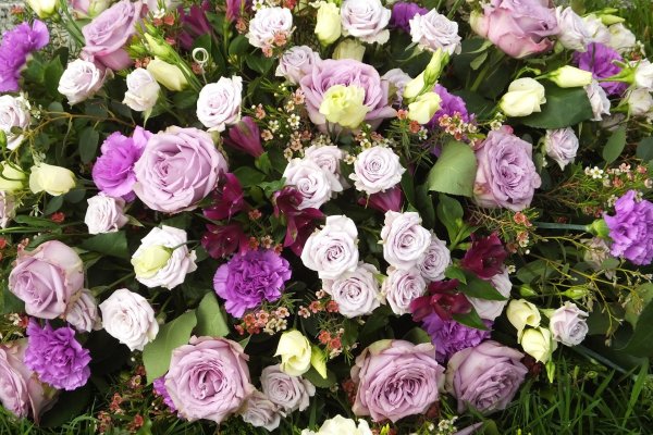 Французская роза эустома