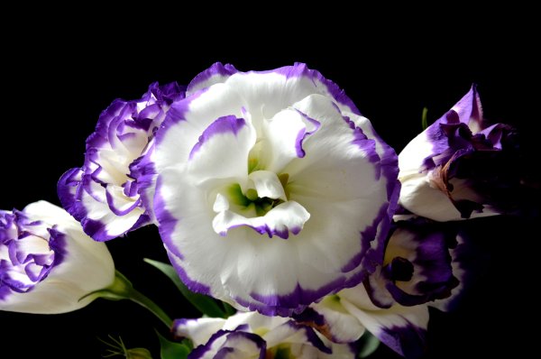 Цветок лизиантус эустома