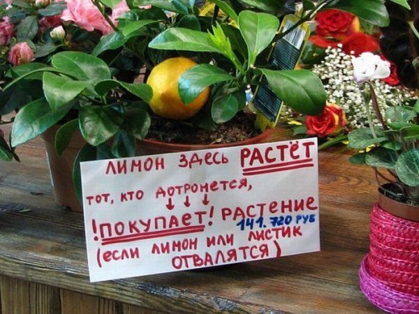 Приколы про комнатные цветы