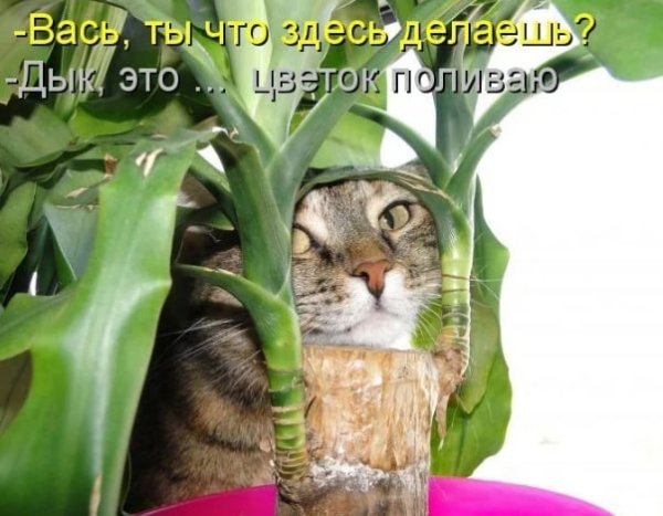 Комнатные цветы юмор