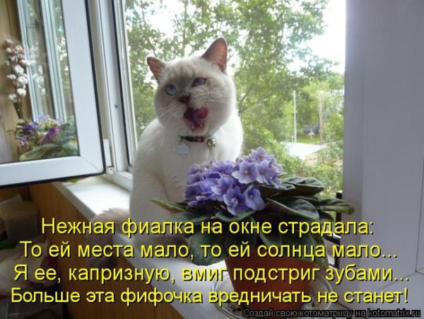 Юмор о цветах