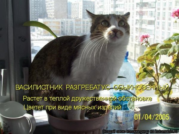 Коты и рассада юмор