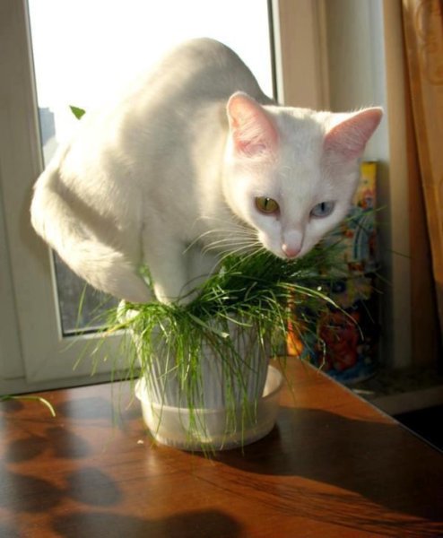 Горшок цветы смешно кот