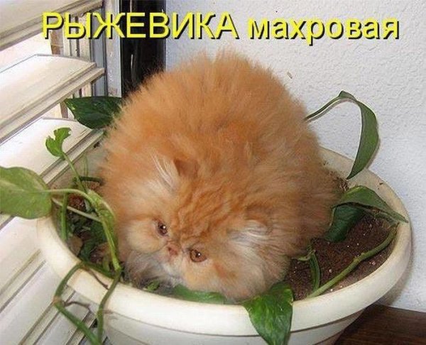 Приколы про цветы