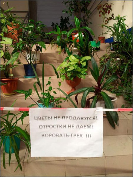 Шутки про комнатные растения