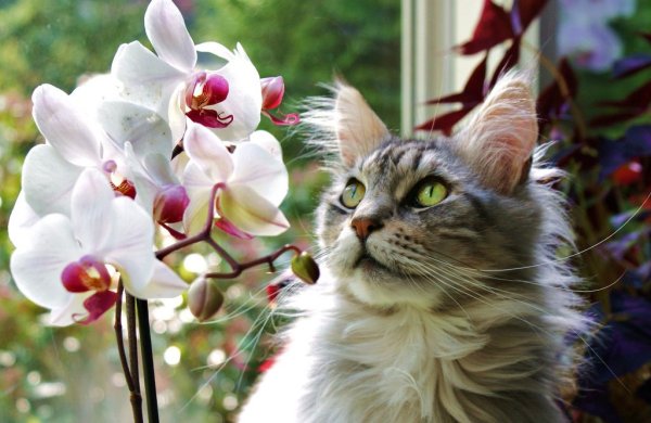 Шутки про орхидеи