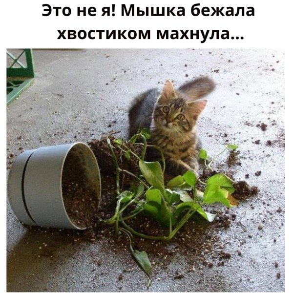 Кот перевернул цветок