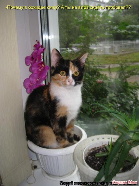 Котоматрица кот и рассада