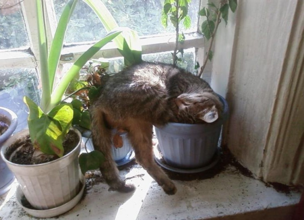 Юмор о цветах