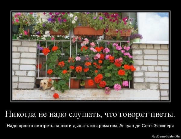 Приколы про цветы