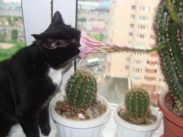 Приколы про цветы