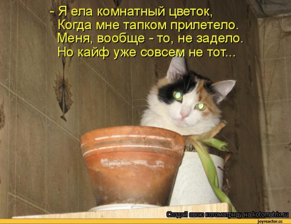 Приколы про растения