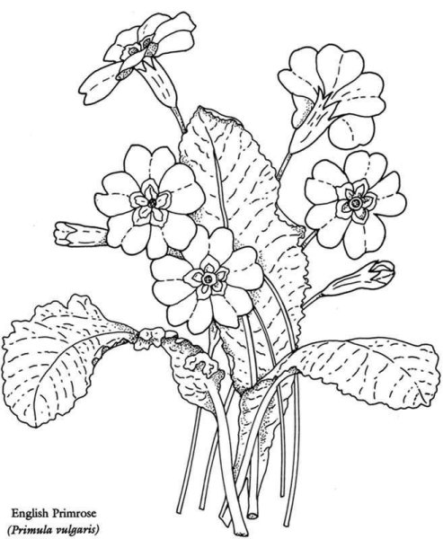 Примула цветок