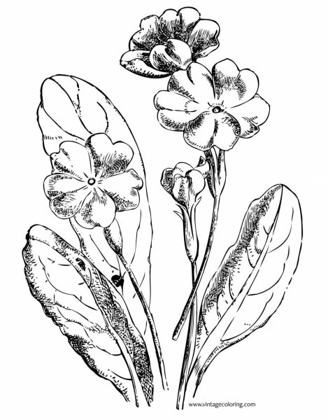 Примула цветок