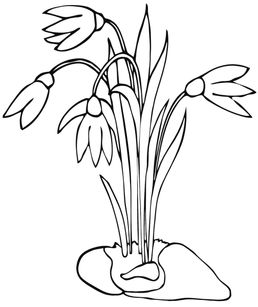 Подснежники раскраска для детей