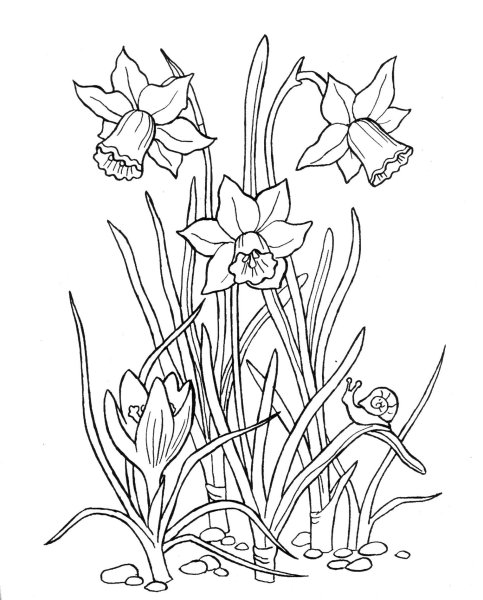 Нарцисс раннецветущее растение